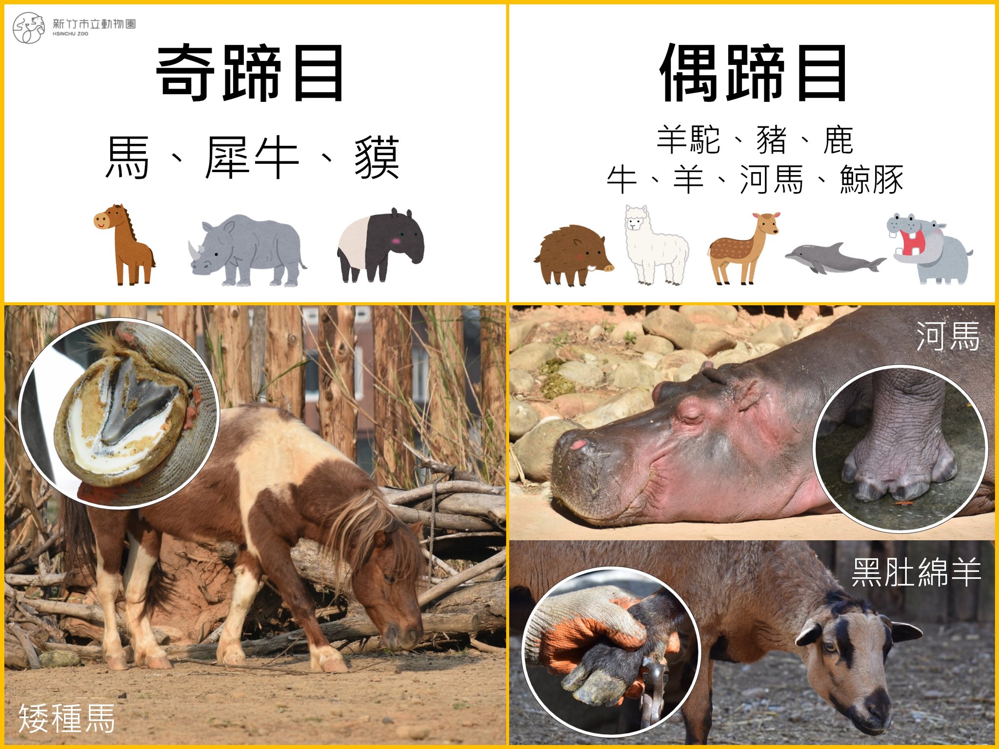 新竹市立動物園 - 動物小學堂開課啦 今天來跟大家介紹哺乳動物中的 #有蹄類動物 👉有蹄類動物的趾尖包覆有角質蹄甲，且大部分有蹄類動物只靠蹄甲 ...