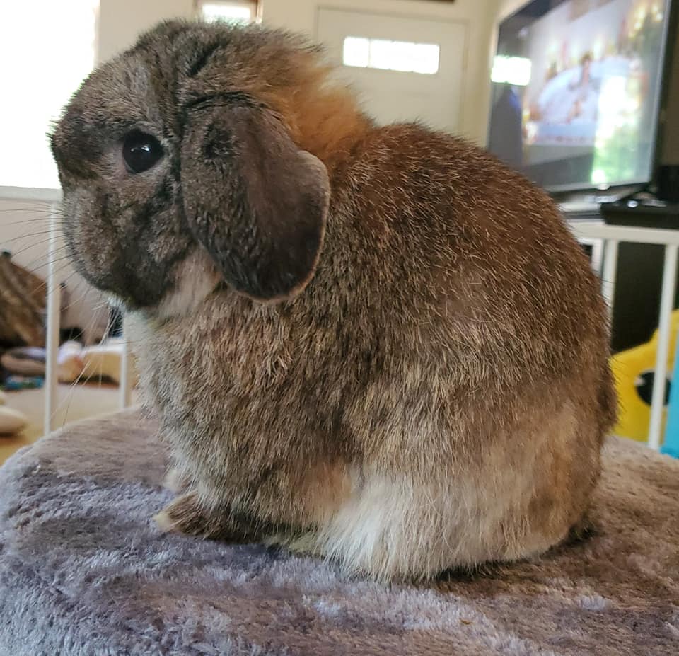 Top Hops Rabbitry