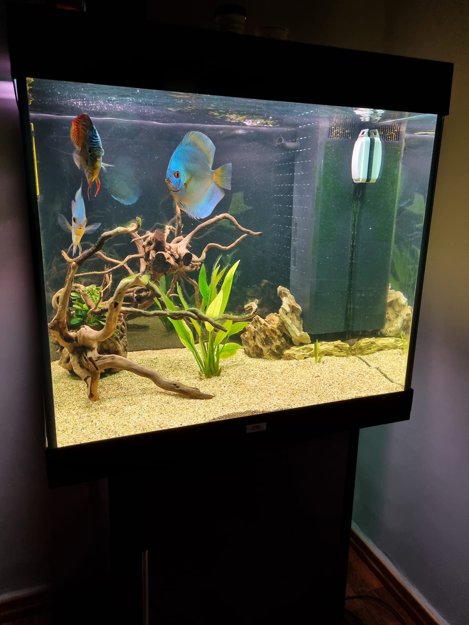 Acquario che passione - Home