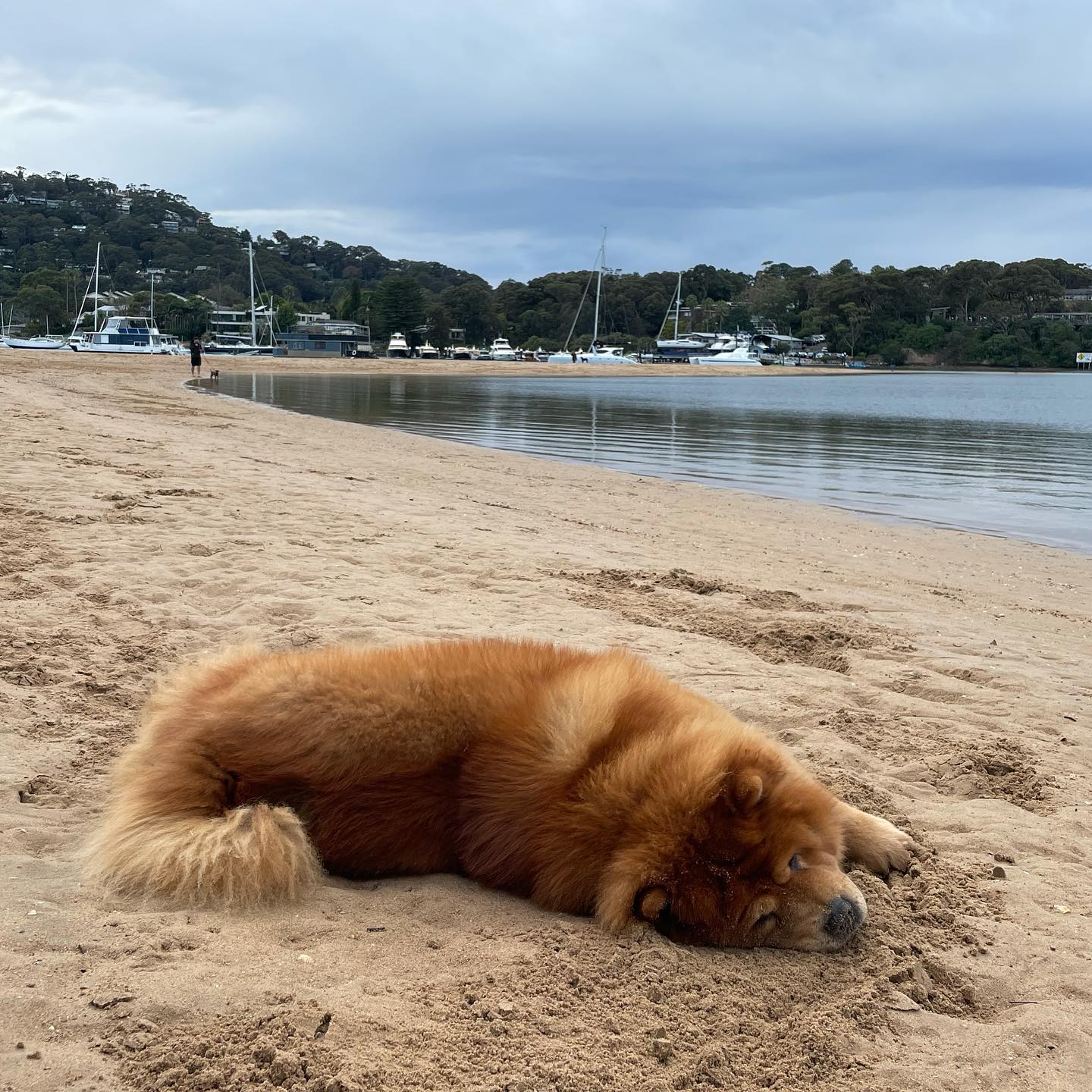 A More Chilled Chow Chow Today Photo Inspiration