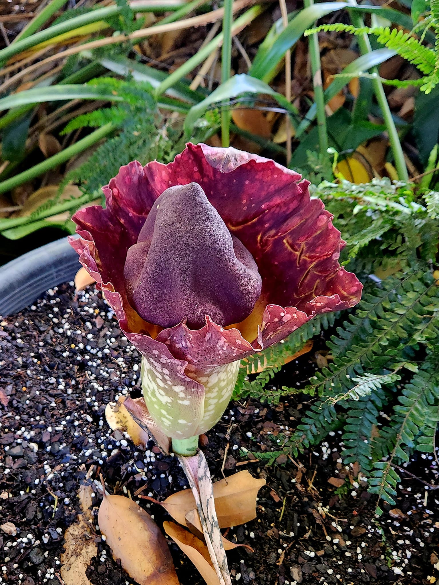 Amorphophallus plant set to bloom at Milwaukee Public Museum