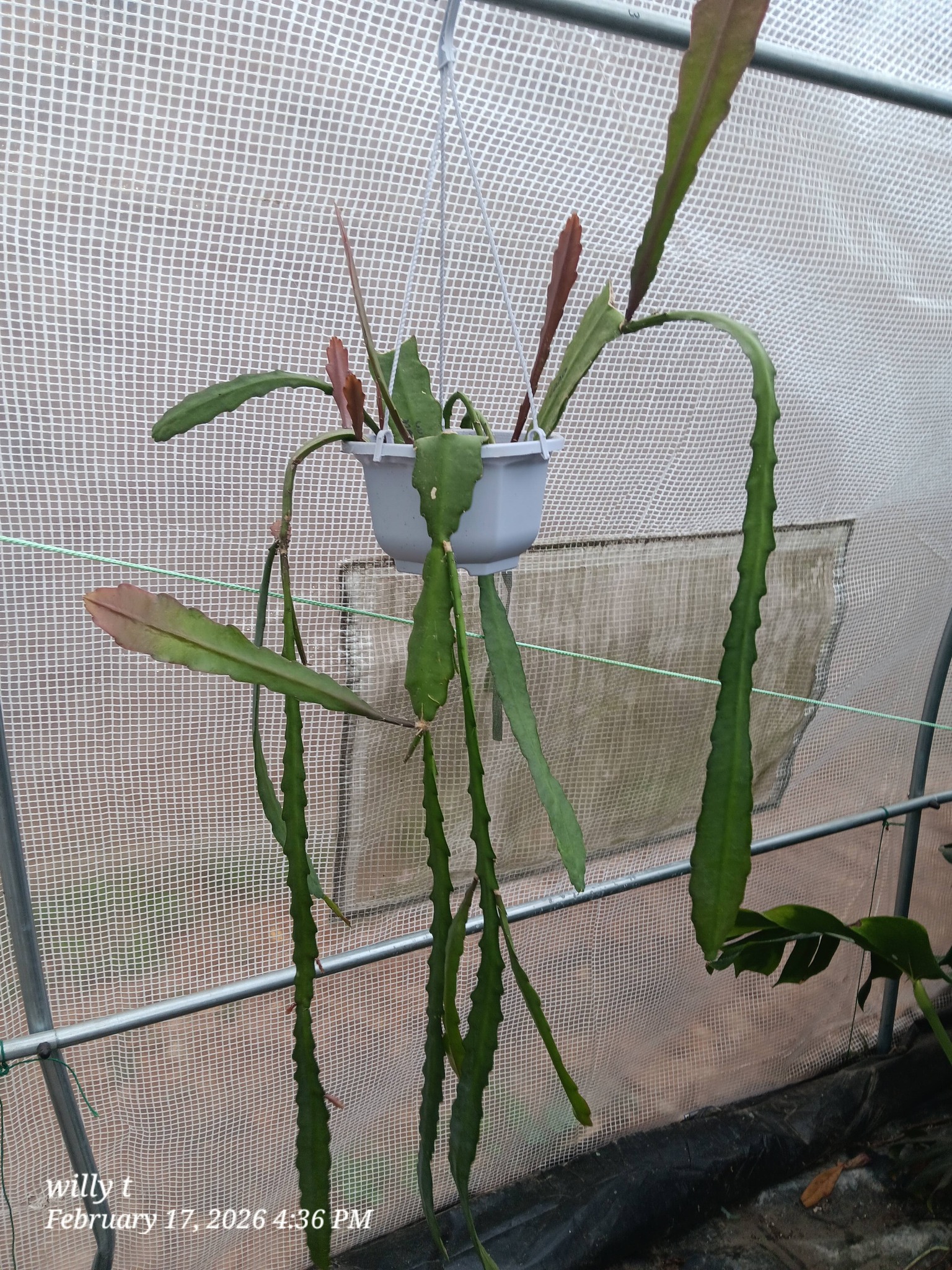 Epiphyllum King's Ransom Orchid Cactus Cutting – Yellow & White Bloom