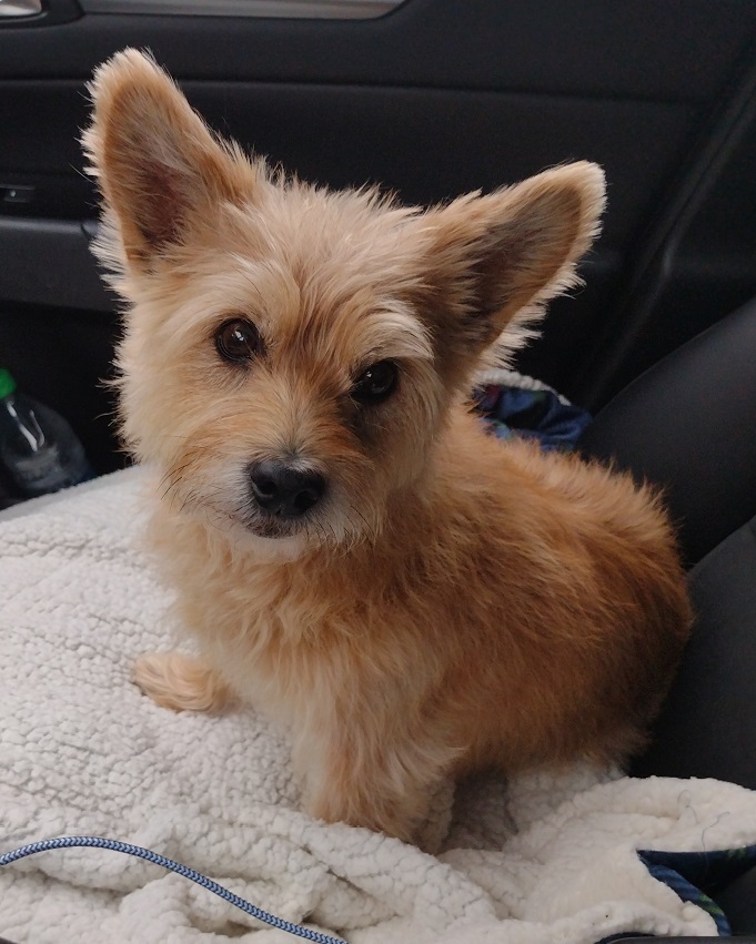 Chorkie: The Adorable Crossbreed of Chihuahua and Yorkshire Terrier