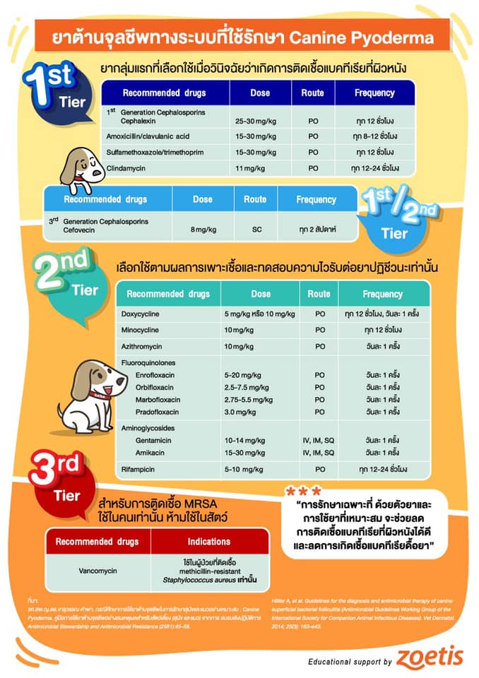 Vet Sharing Society by Zoetis - #สรุปเรื่องยาต้านจุลชีพทางระบบที่ใช้ ...