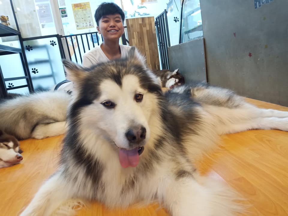 แก๊งค์หมียักษ์อลา... - Box Box Dog Cafe คาเฟ่น้องหมา เชียงใหม่ | Facebook