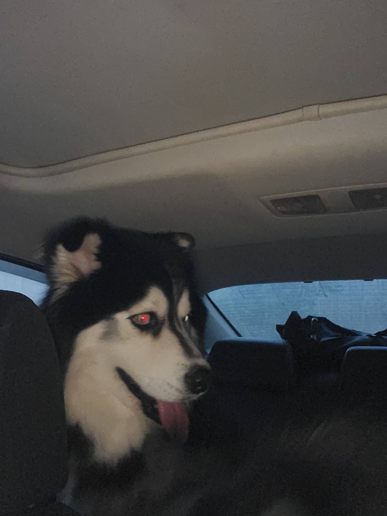 Meraki Animal Rescue & Outreach | Raeford NC
