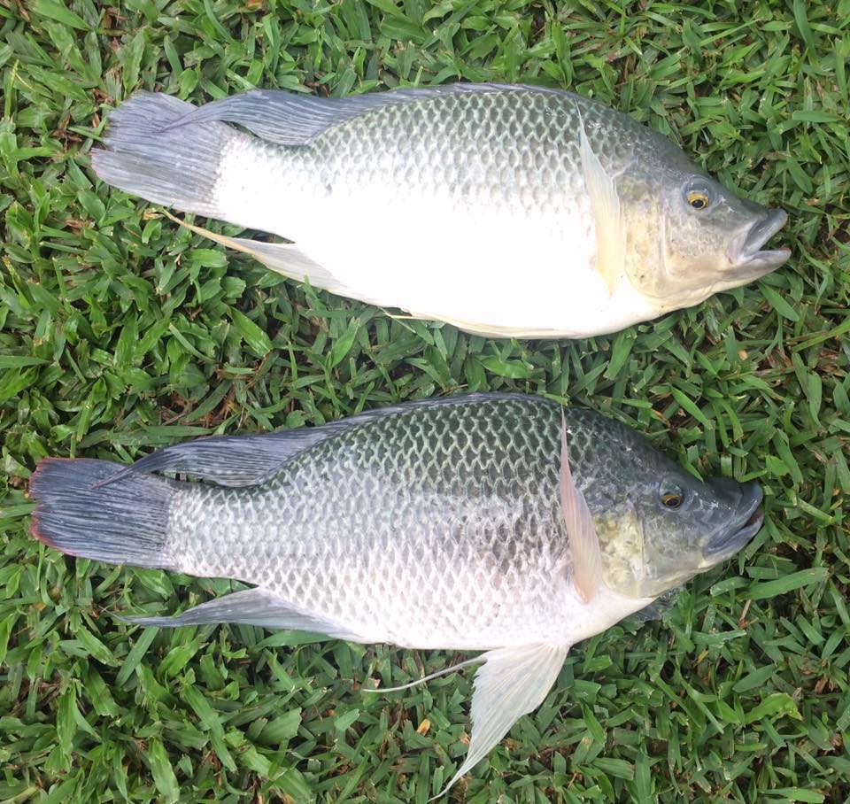 IT'S... - Mackay Area Fish Stocking Association Inc. (MAFSA)
