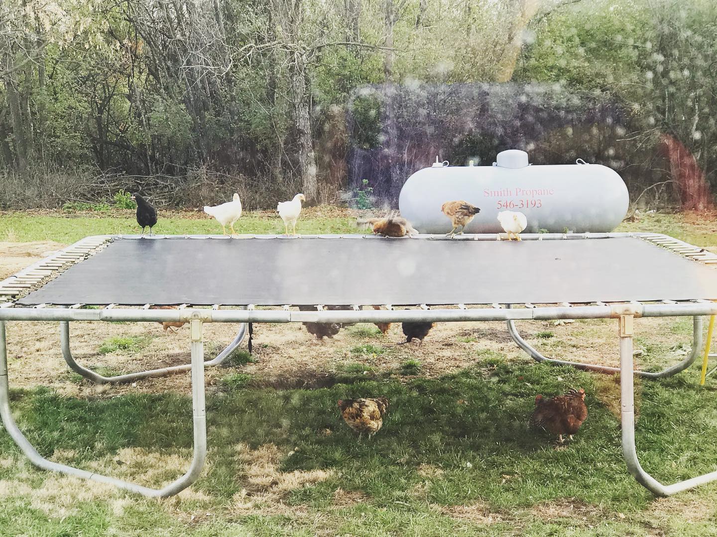 When the baby chickens are big... - Little Roots Flower Farm