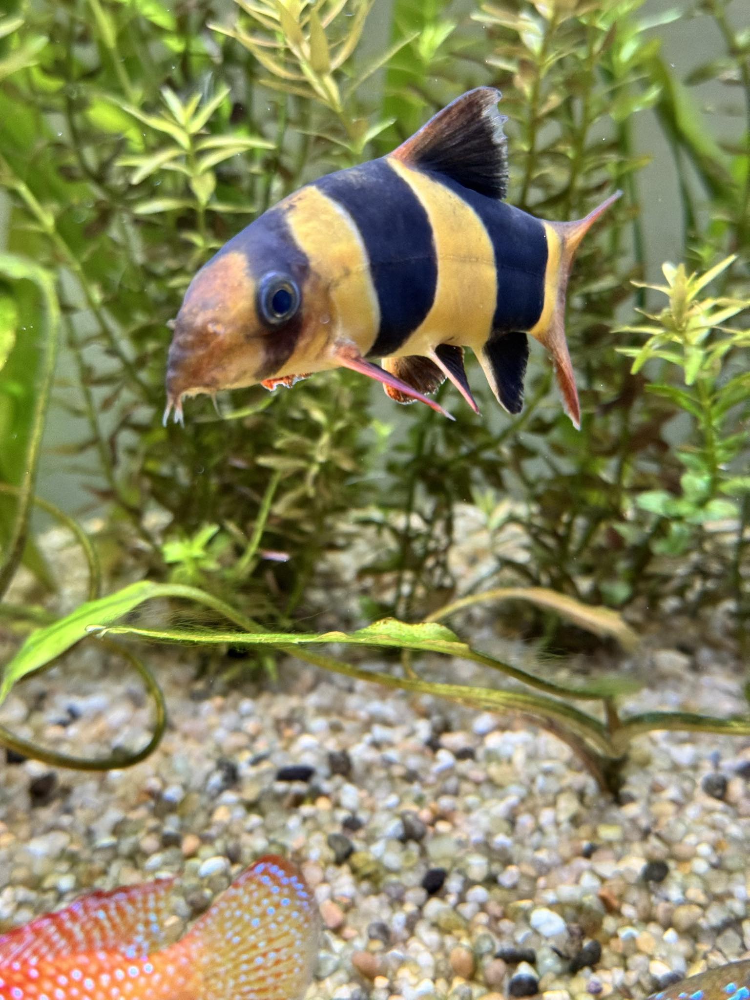 ACQUARIO CHE PASSIONE | Avete per caso da suggerirmi un buon negozio ...