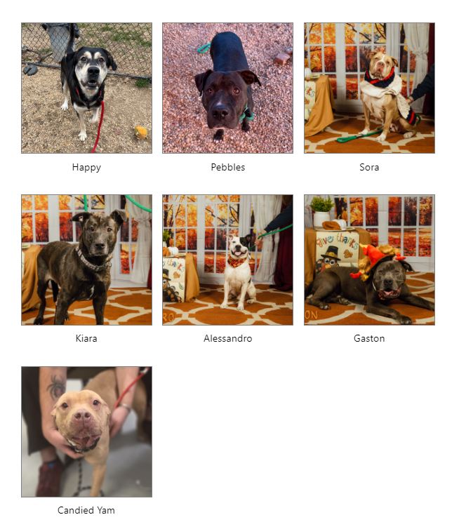 Dogs to be euthanized today at ACCT Philly shelter