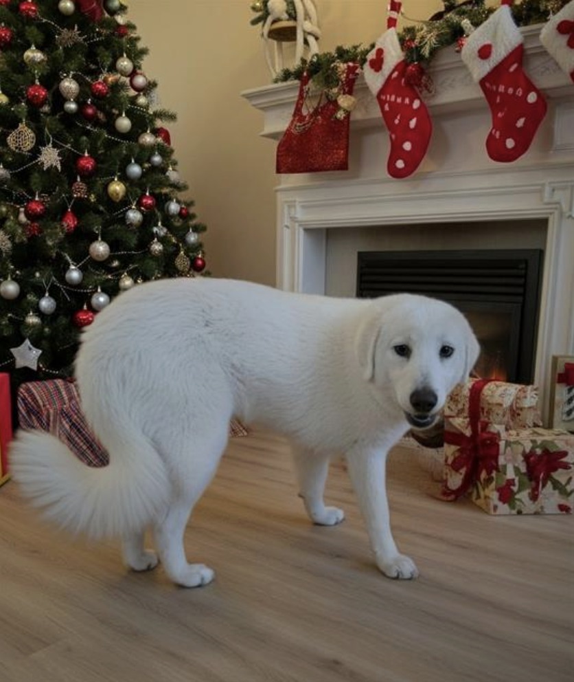 Rescued Great Pyrenees Ava at Ventura County shelter