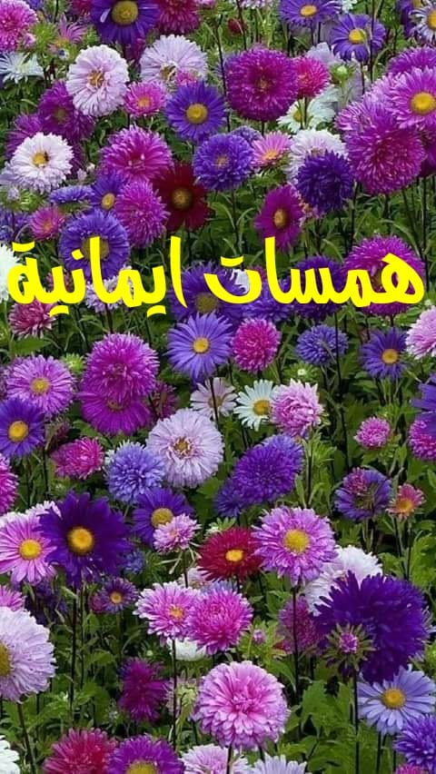 على خطى الحبيب المصطفى - أثر الذنوب والمعاصي على القلوب ! 🌙🌹🌙🌹🌙🌹🌙🌹 قال ...
