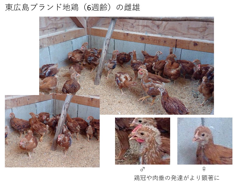 今週も、東広島ブランド地鶏の様子を見に... - Gallus Japan株式会社 種鶏業務 「地鶏」の雛・種卵・成鶏 販売