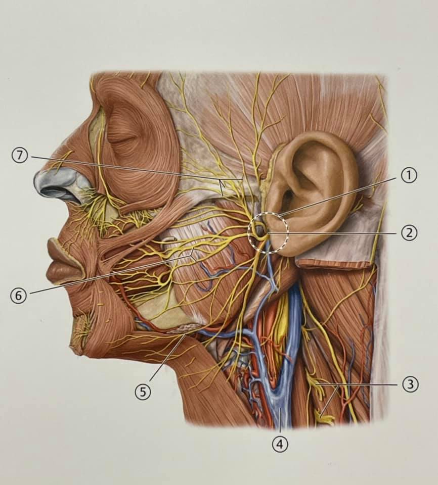 #Microexamen Nivel de dificultad... - Pasión por la Anatomía | Facebook