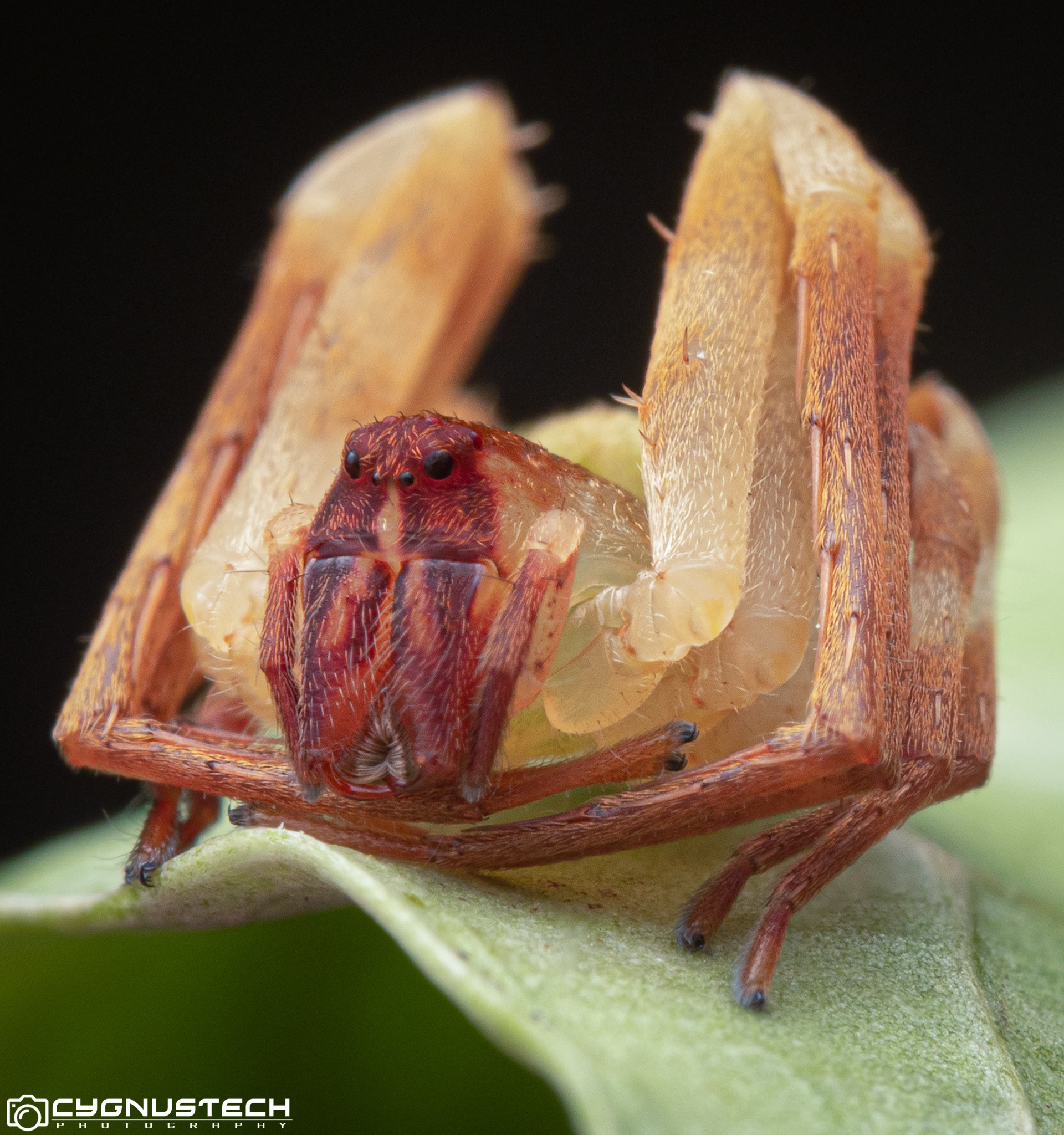 Cygnustech - I'm back from my macrophotography trip to...