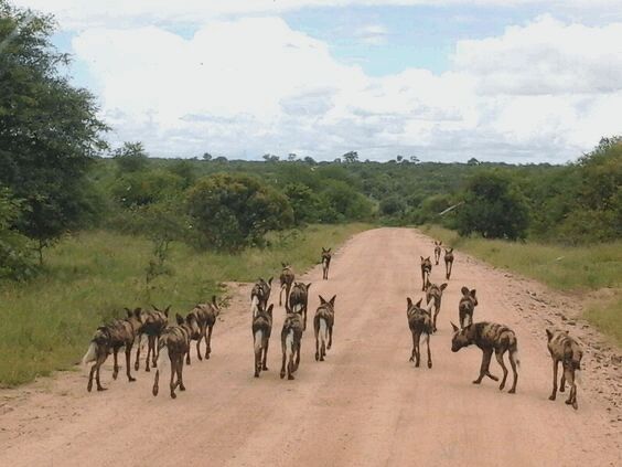Knap Tours - 🐕 Witness the incredible teamwork of wild...
