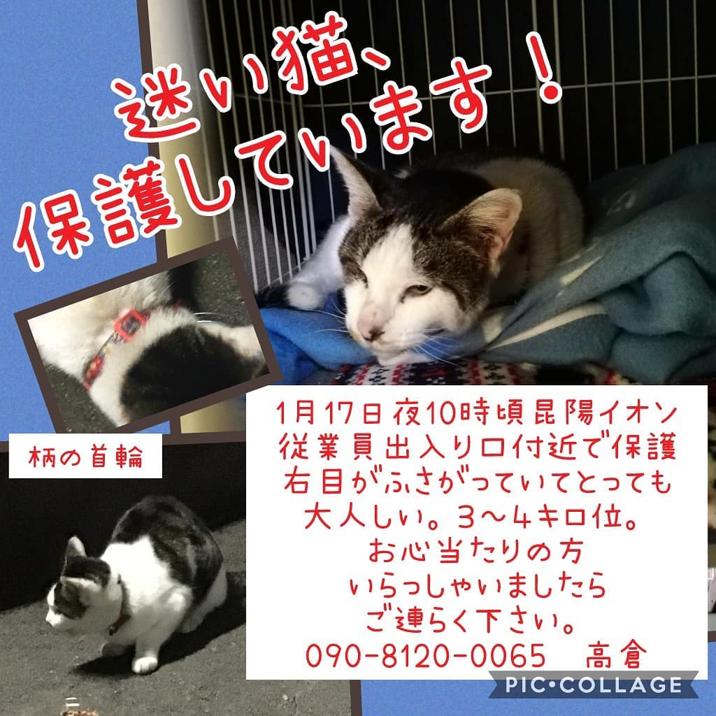 Npo法人みゅうみゅう 伊丹市昆陽イオンの辺りで 怯えてじっとしている猫さんを保護しました Facebook