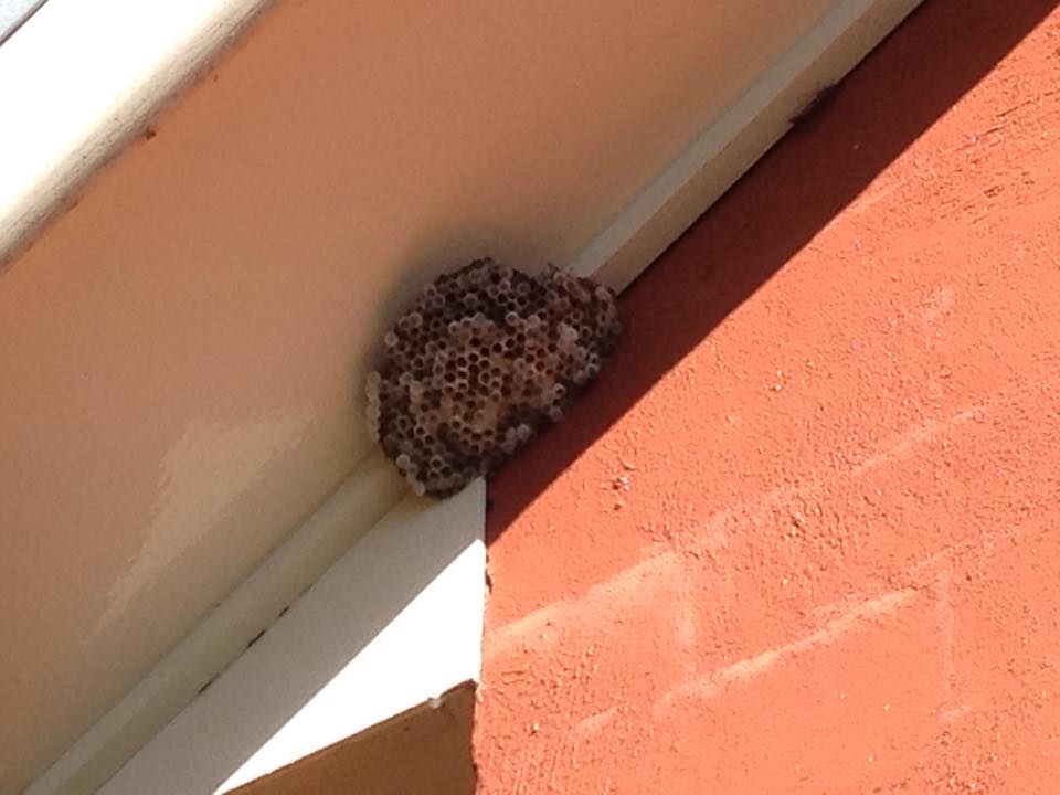 Dubbo Pest Control | Dubbo NSW