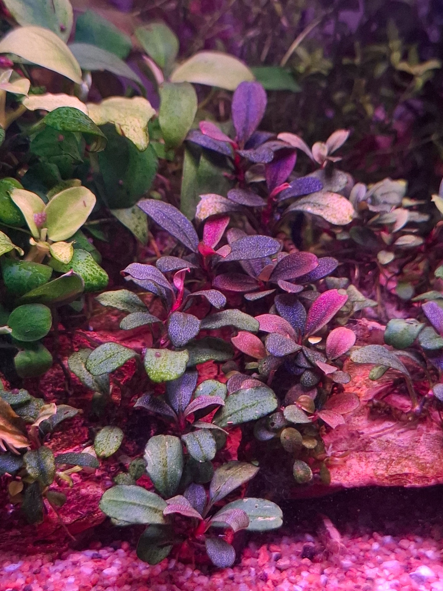 Bucephalandra Identification | Facebook