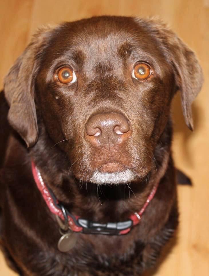 Happy birthday to... - Labrador Retriever Rescue Scotland