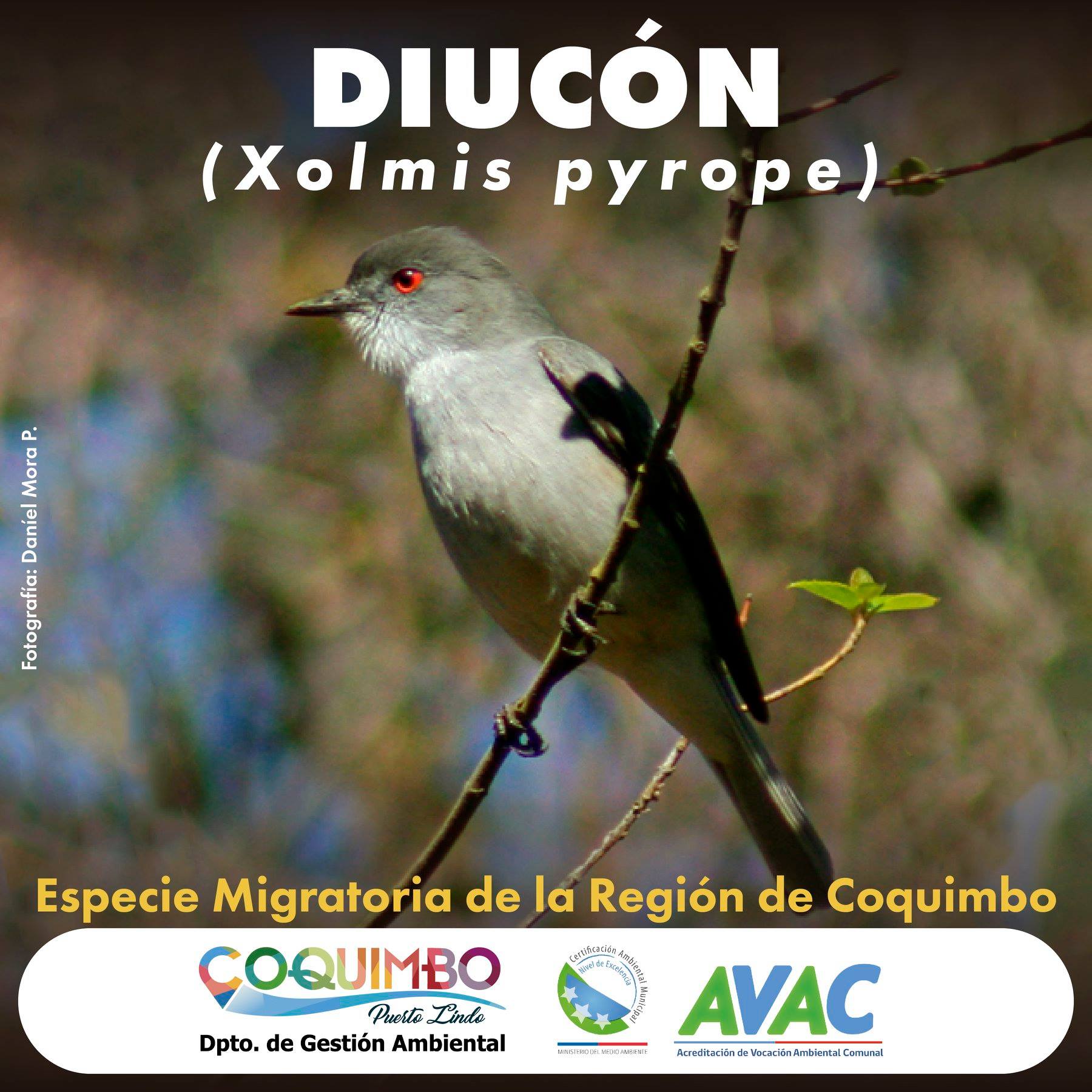 ¡Les presentamos al Diucón! 😊... - Medioambiente Coquimbo | Facebook