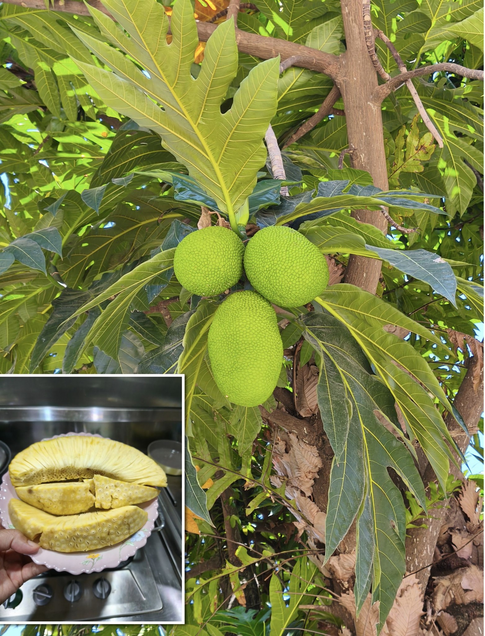 Delicious breadfruit tree with green fruit