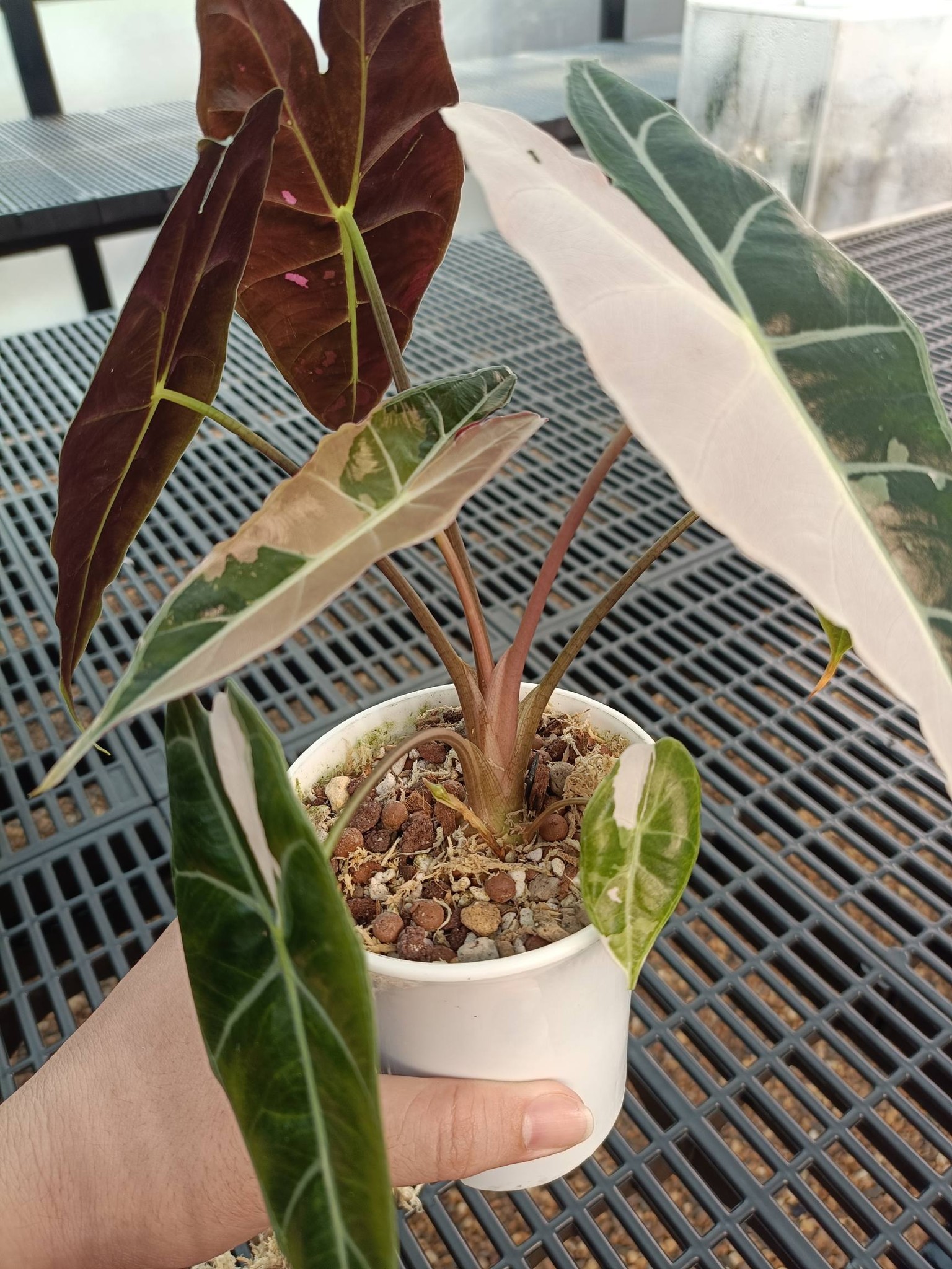 Where to find black Saturn pink bone Alocasia?