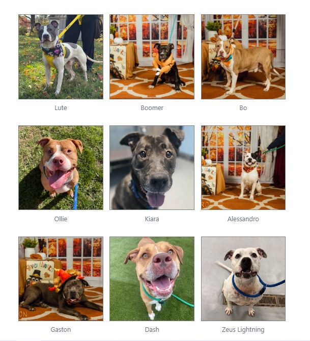 Dogs at risk of euthanasia at ACCT Philly shelter | Philadelphia, PA