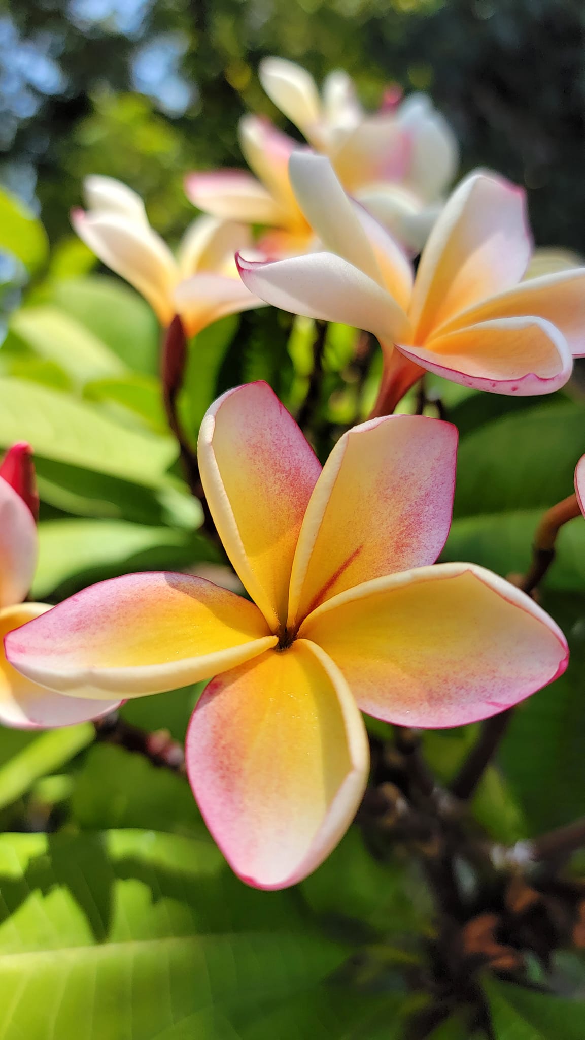 Penang Peach #plumeria #hawaii