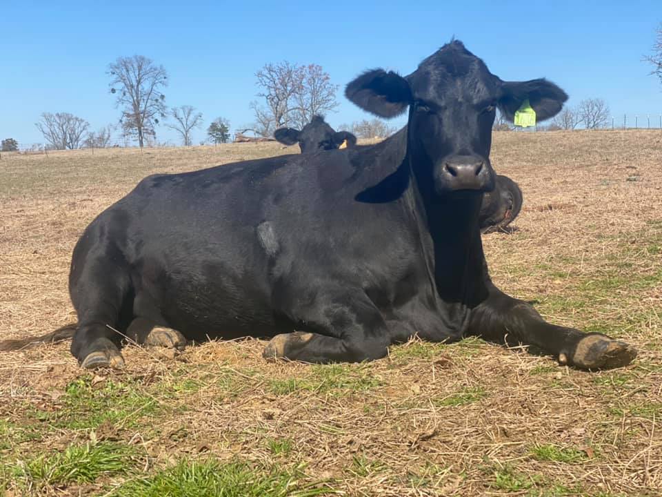 3R Ranch & Cattle
