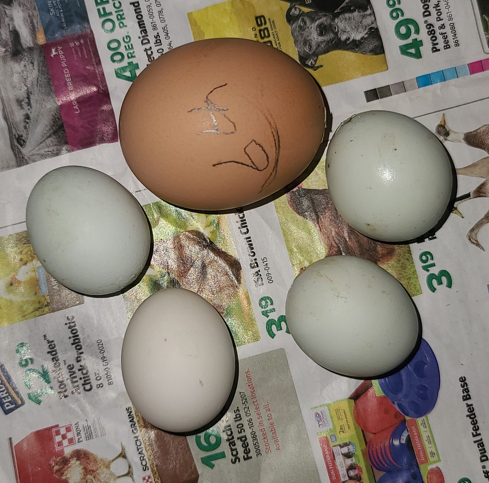その他 mine how many chickens are there in the picture..??