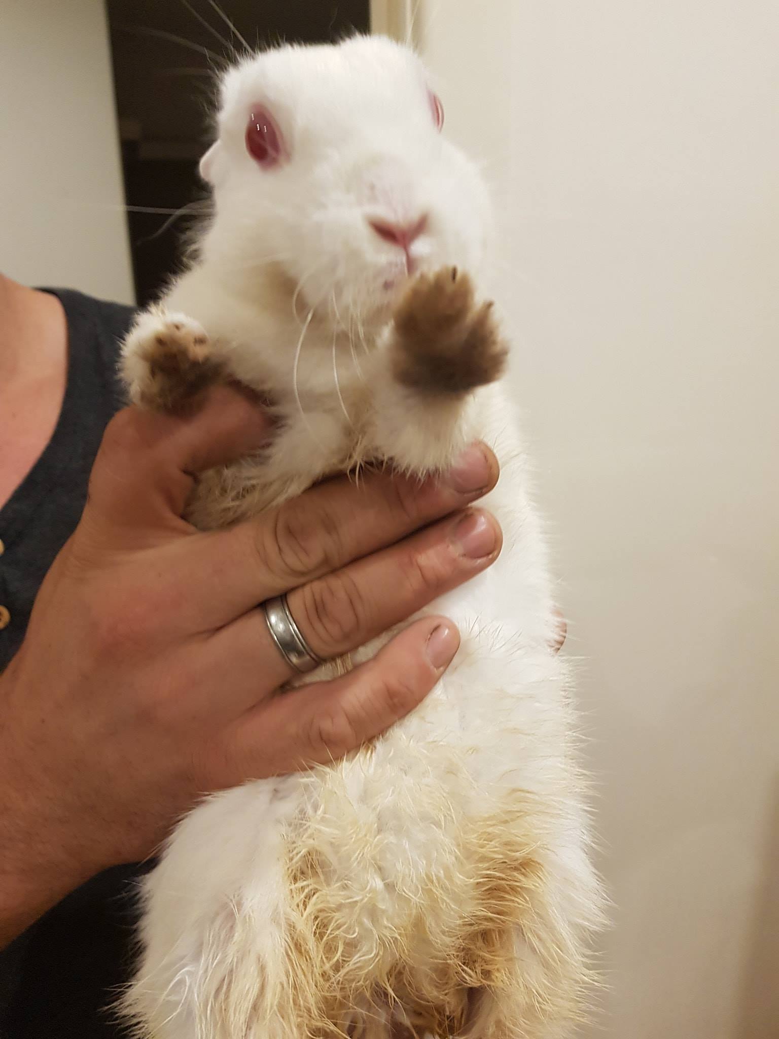 An update on those following... - Freedom for Farmed Rabbits | Facebook