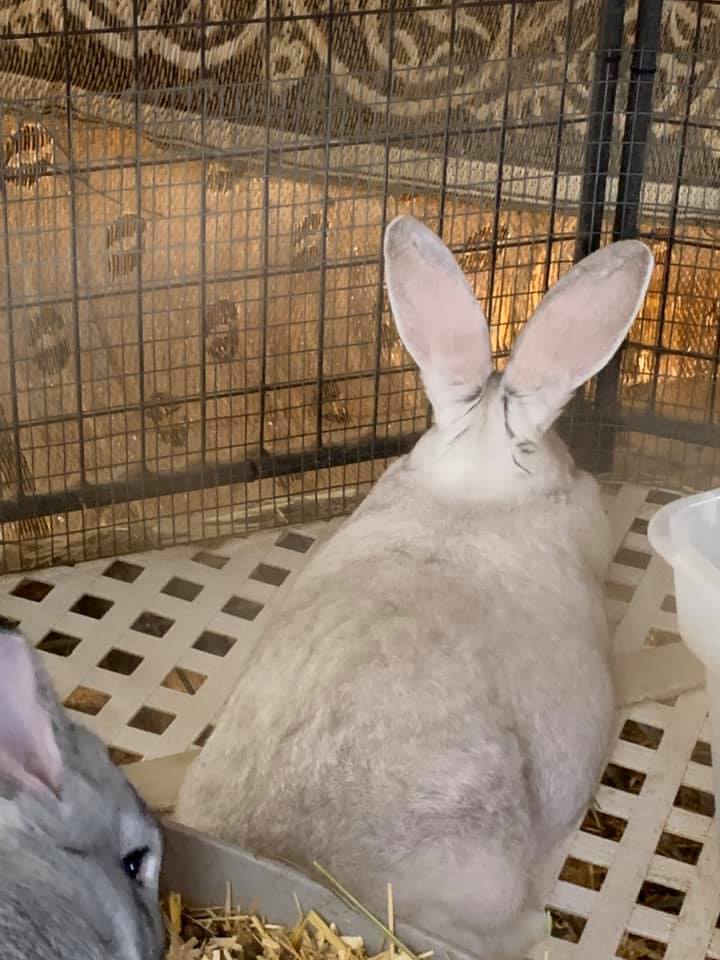 Some photos of the Flemish... - VanJager Rabbits