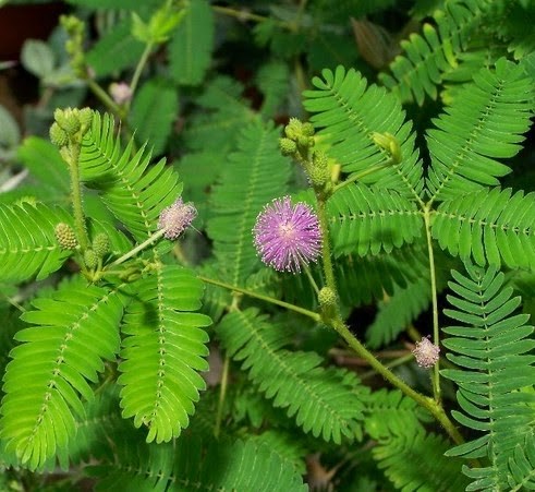 Khasiat Pokok Semalu Rich Garden Home Services Facebook