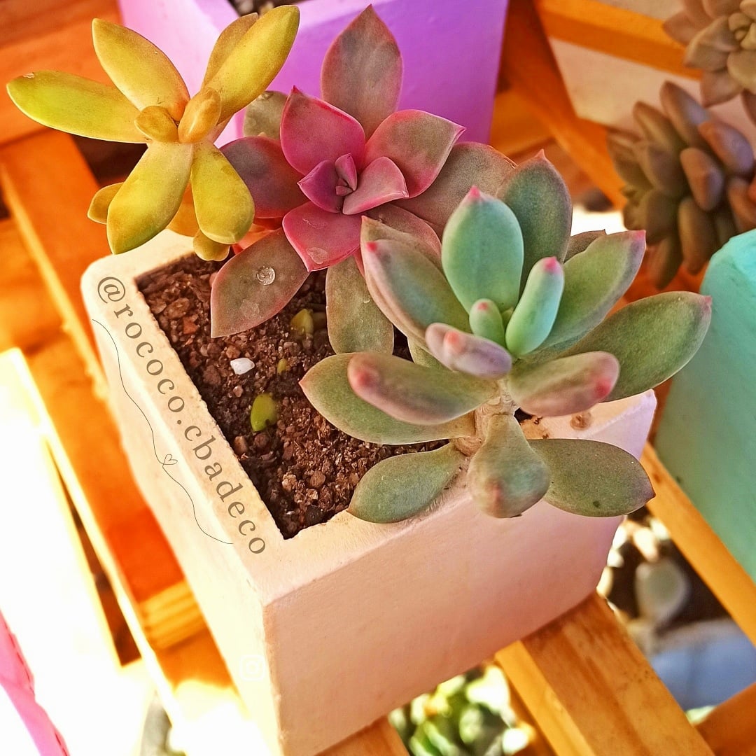 Rococó - 💟 CAMBIO DE COLOR: ¿por que cambian de color las suculentas? 🌸 ...
