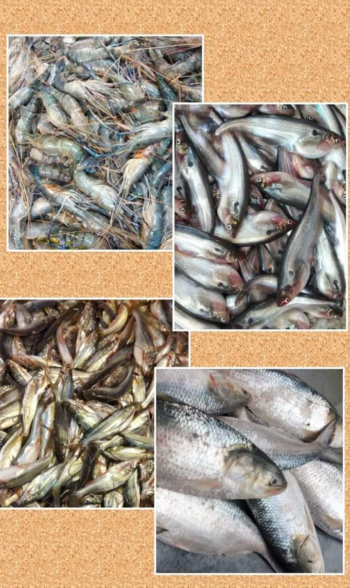 Saidul Fish market
