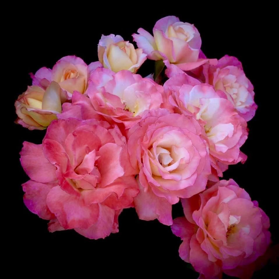 Daniel - I took this photo of our roses last summer. This effect was ...