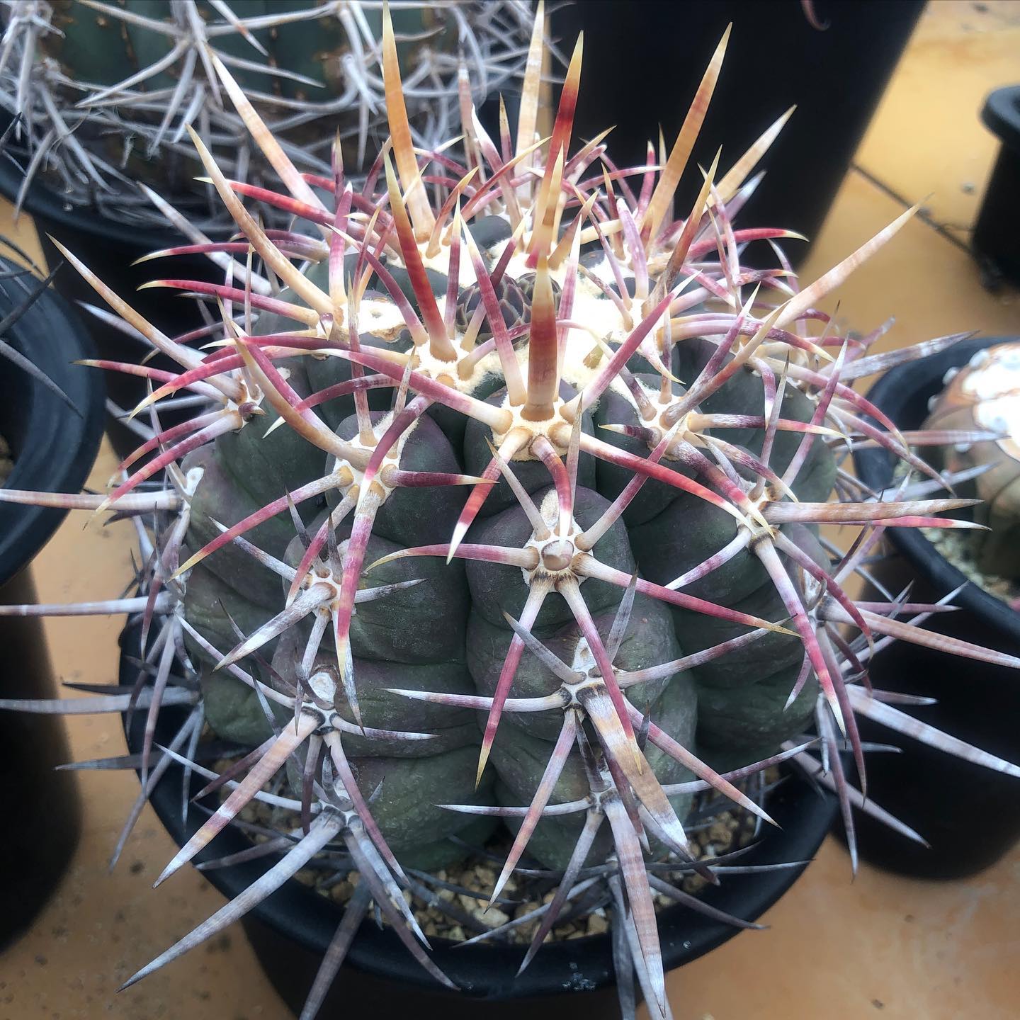 多肉植物&サボテン販売～pico庵～ - #サボテン #テロカクタス #紅鷹