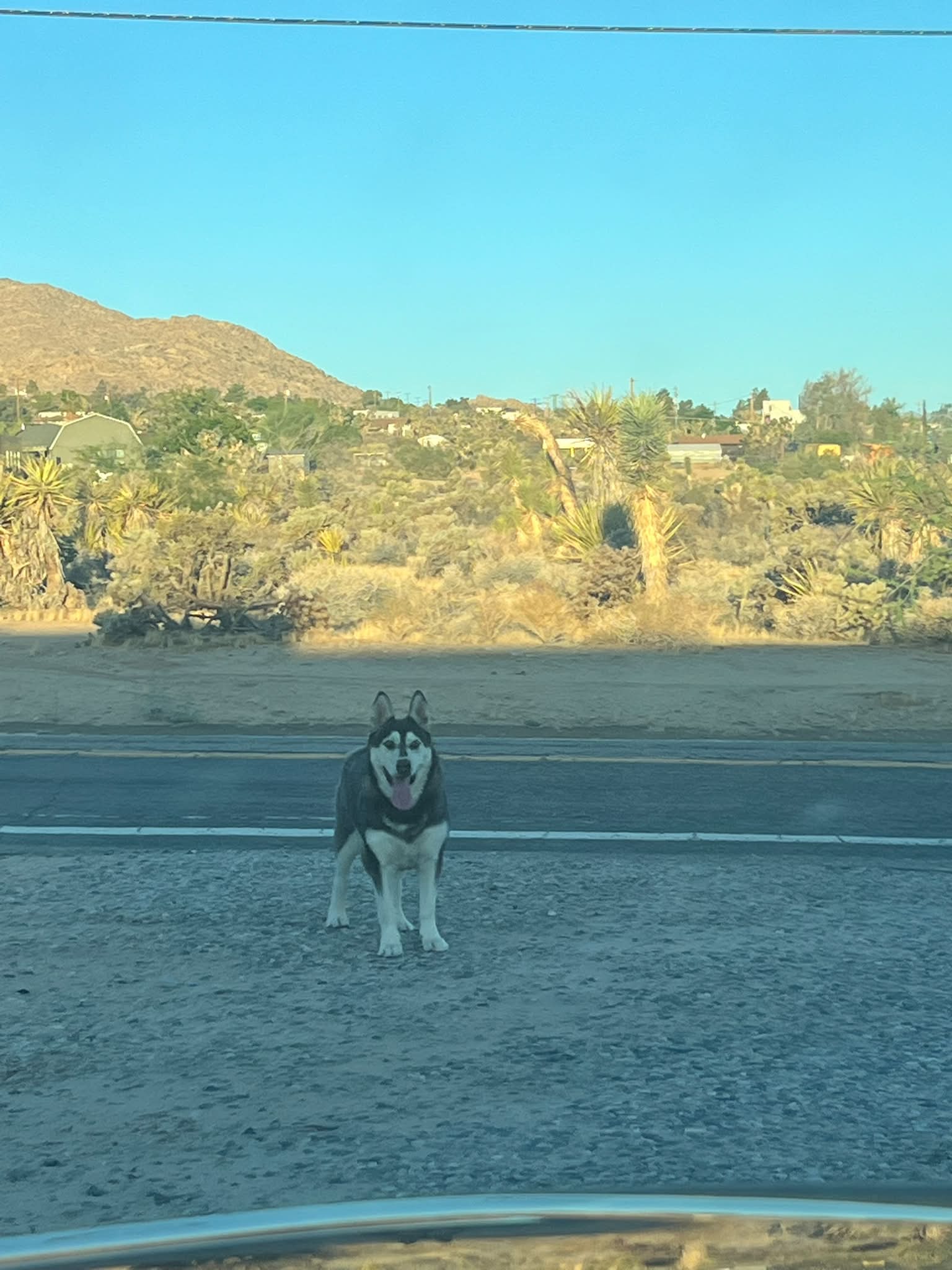 Lost husky dog near Navajo and Sunset Road | Twentynine Palms, CA