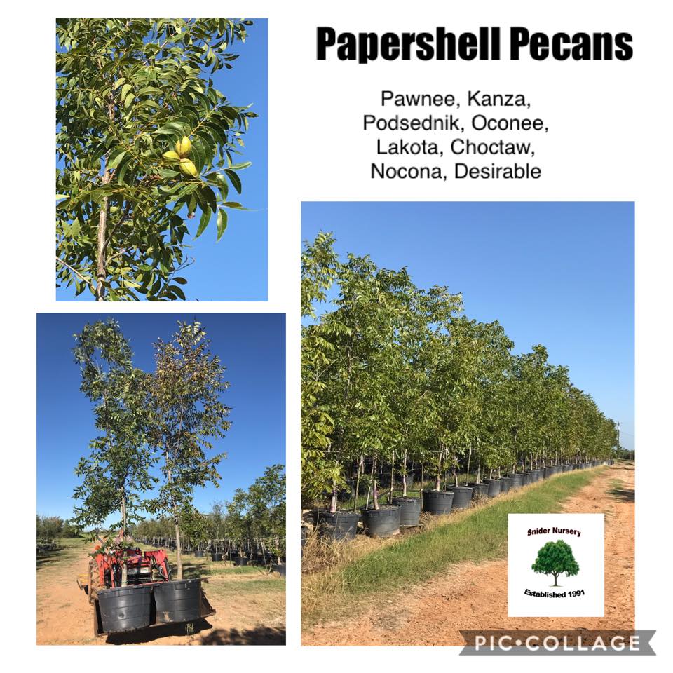 Pecan is the state tree of Texas.... - Snider Nursery Trees