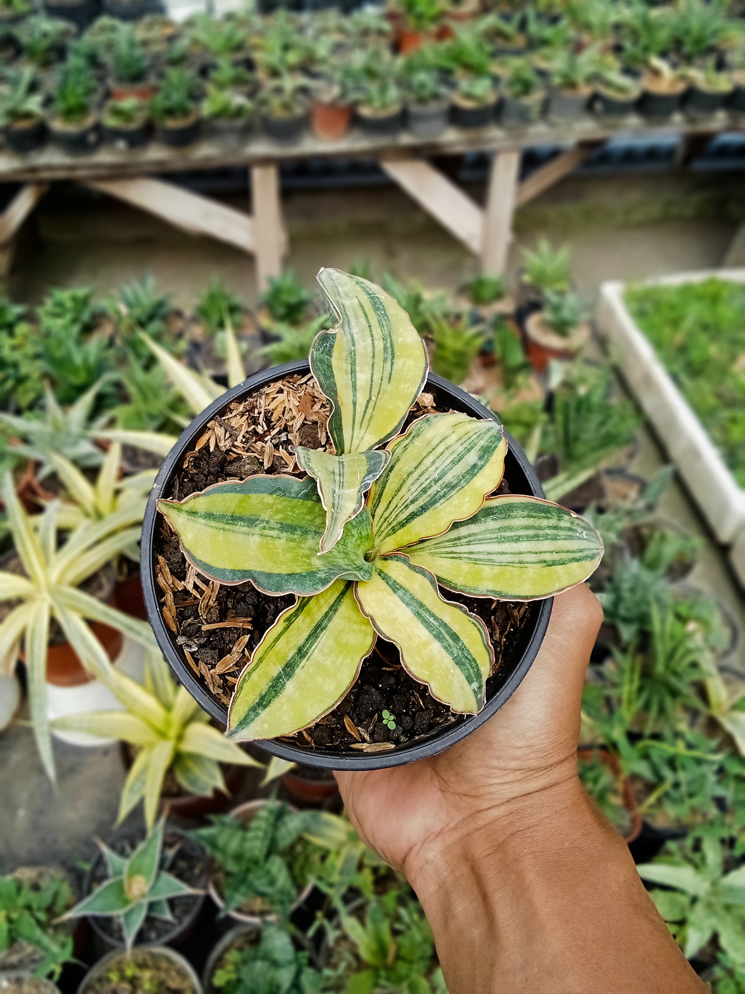 Sansevieria Mafinga 829 Variegated