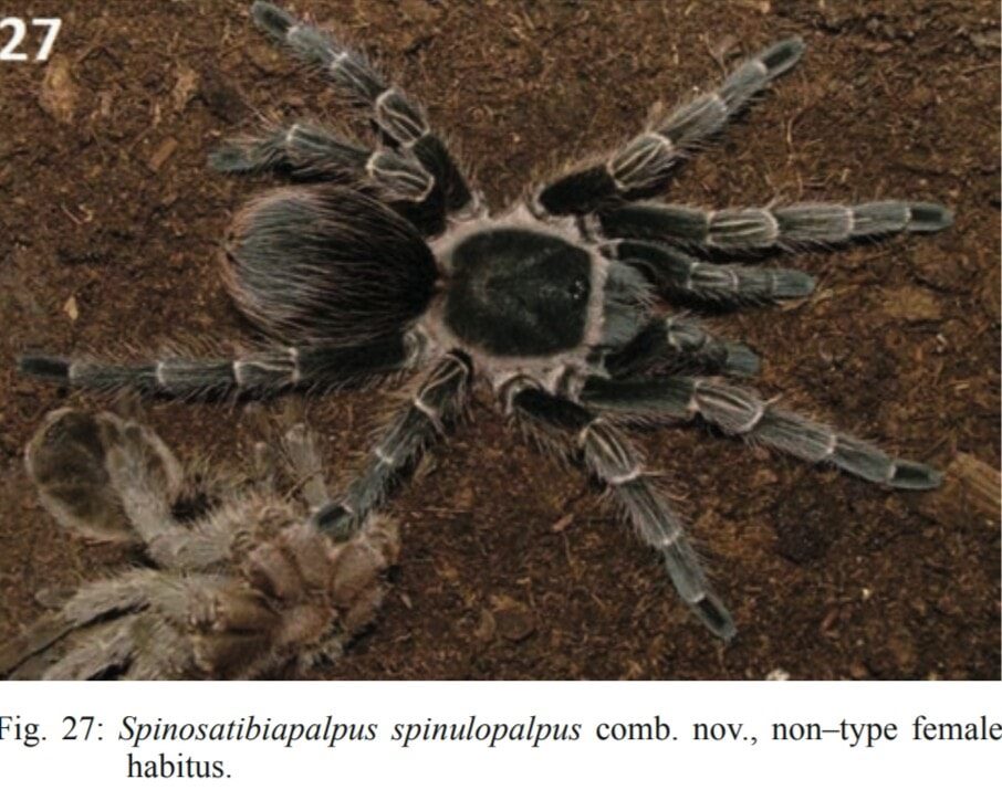 Wild Nature - TAXONOMY UPDATE| Two new theraphosid genera!...