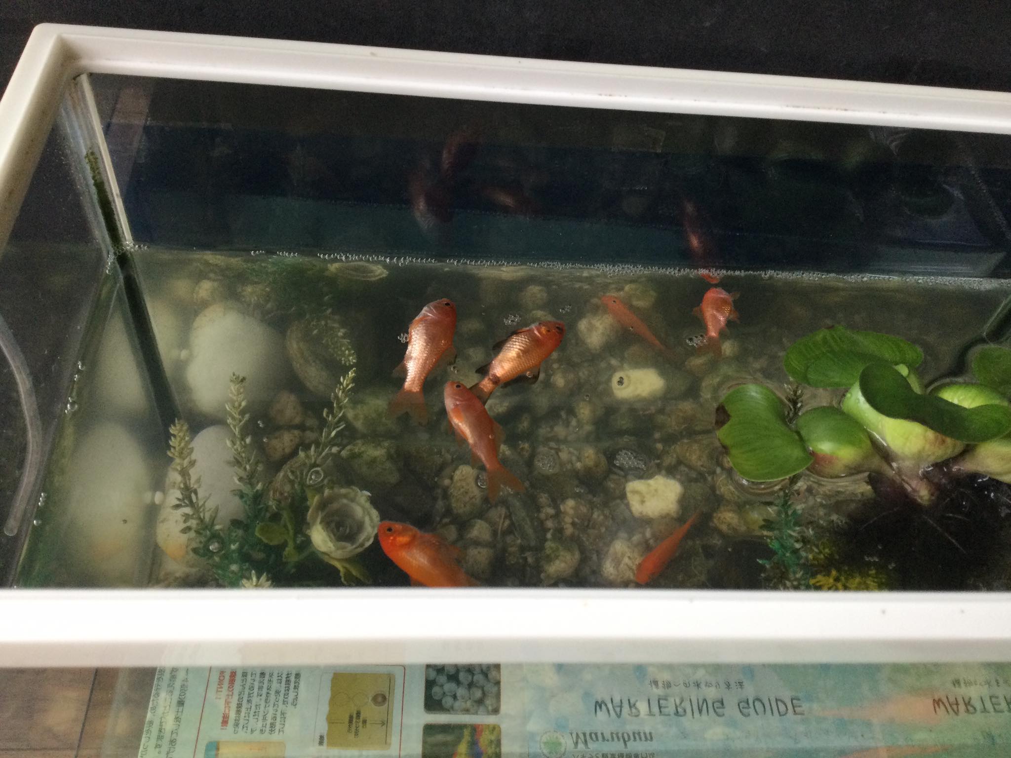 今朝起きたら最悪…〜！？ この小さな金魚“なら長く活き泳いでくれると 