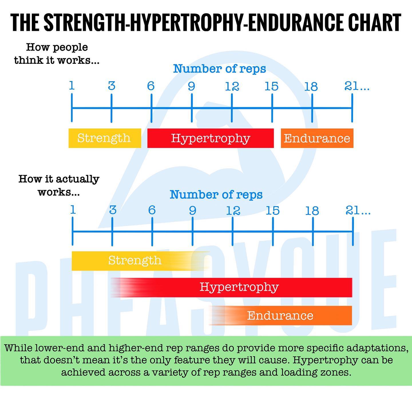 Pheasyque.com - ⭕️The relationship between rep ranges and...