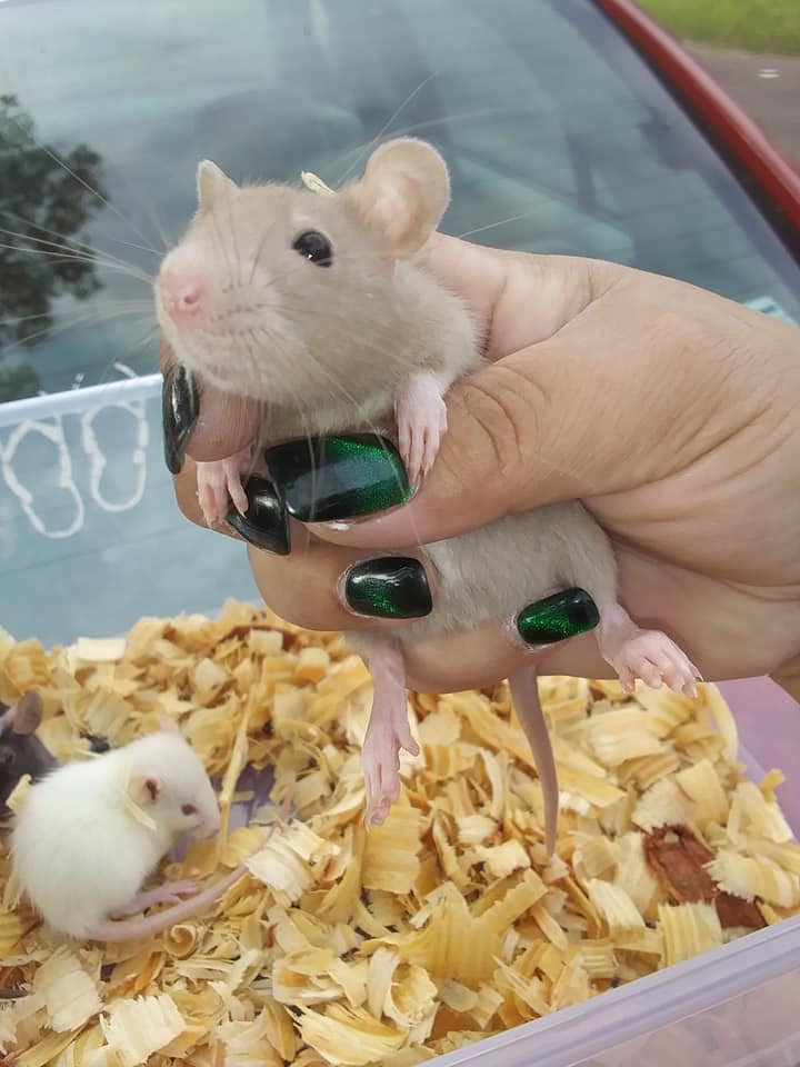 StarFire Rattery | Jacksonville FL