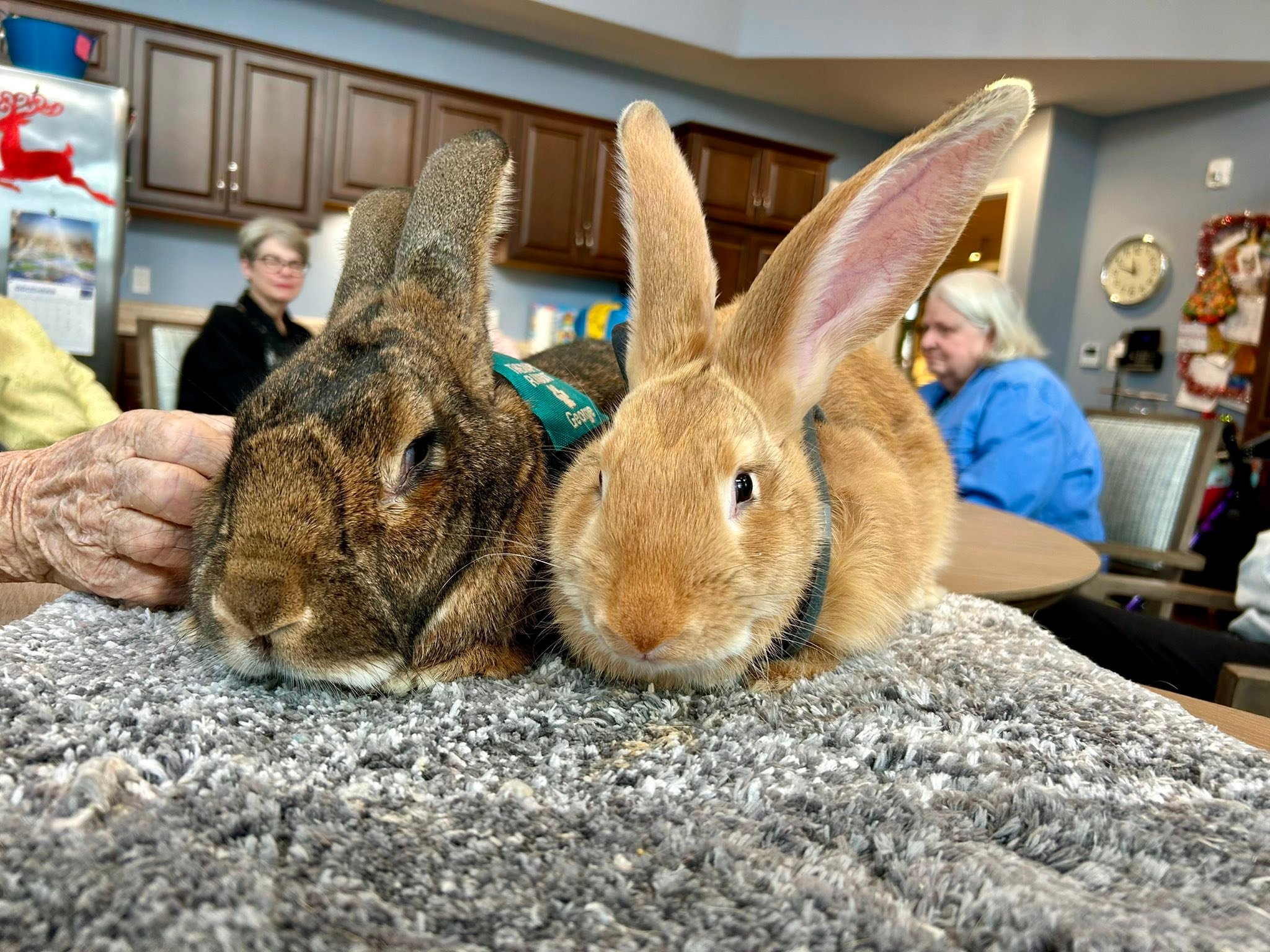 Therapy Rabbit George