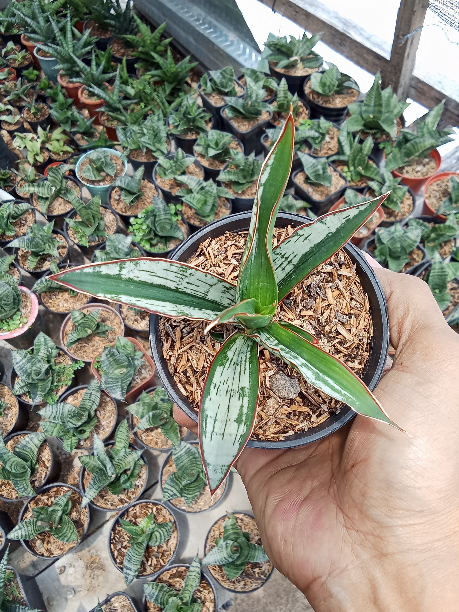 Sansevieria Manny Pacquiao hybrid plant