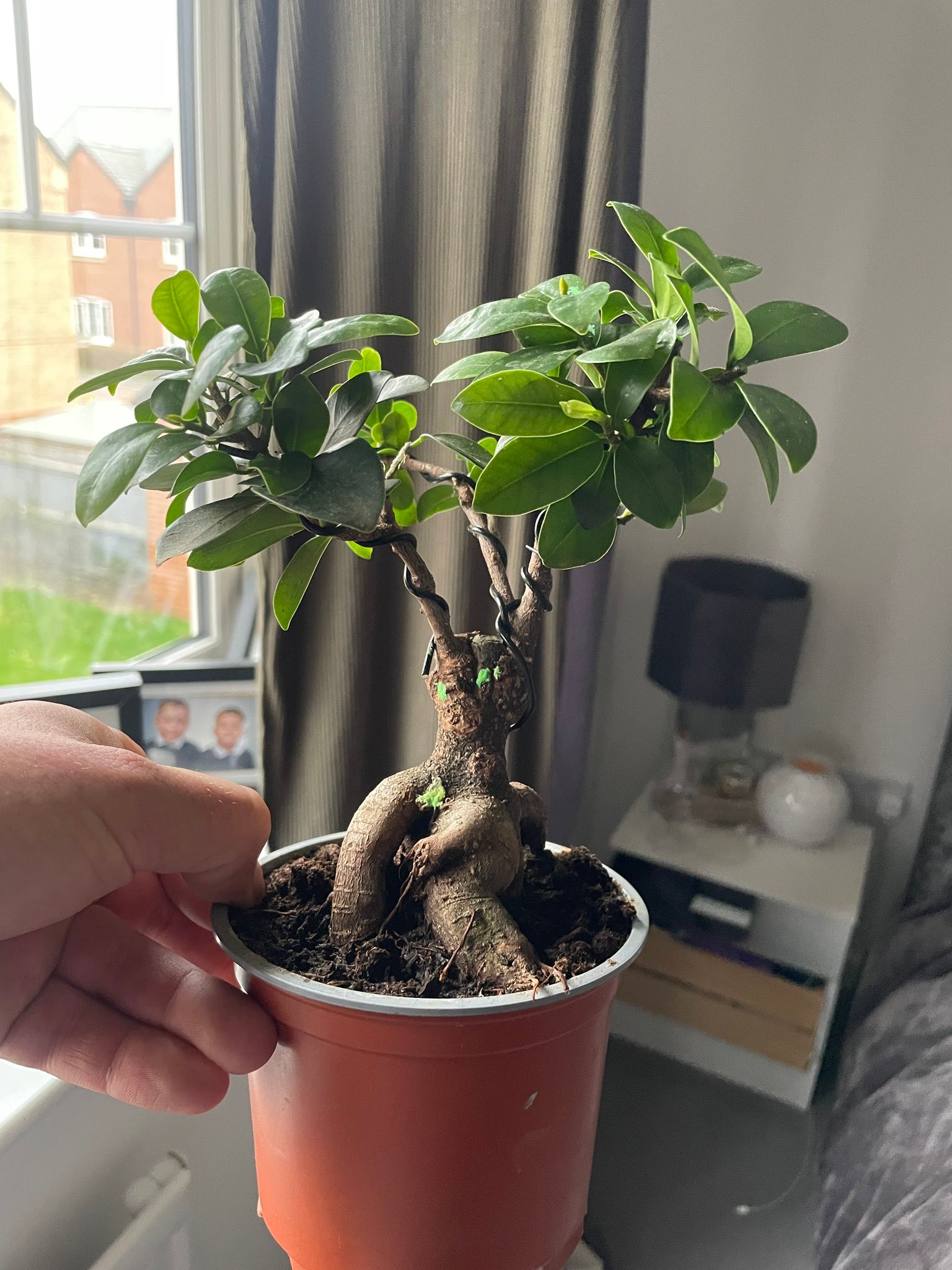 How to shape a new bonsai tree into a classic s shape