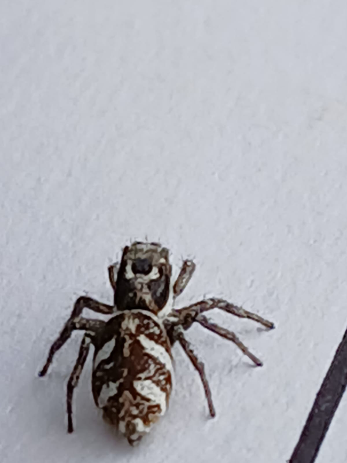 Hi Guys could you please identify this Beautiful Spider 🕷️🕷️