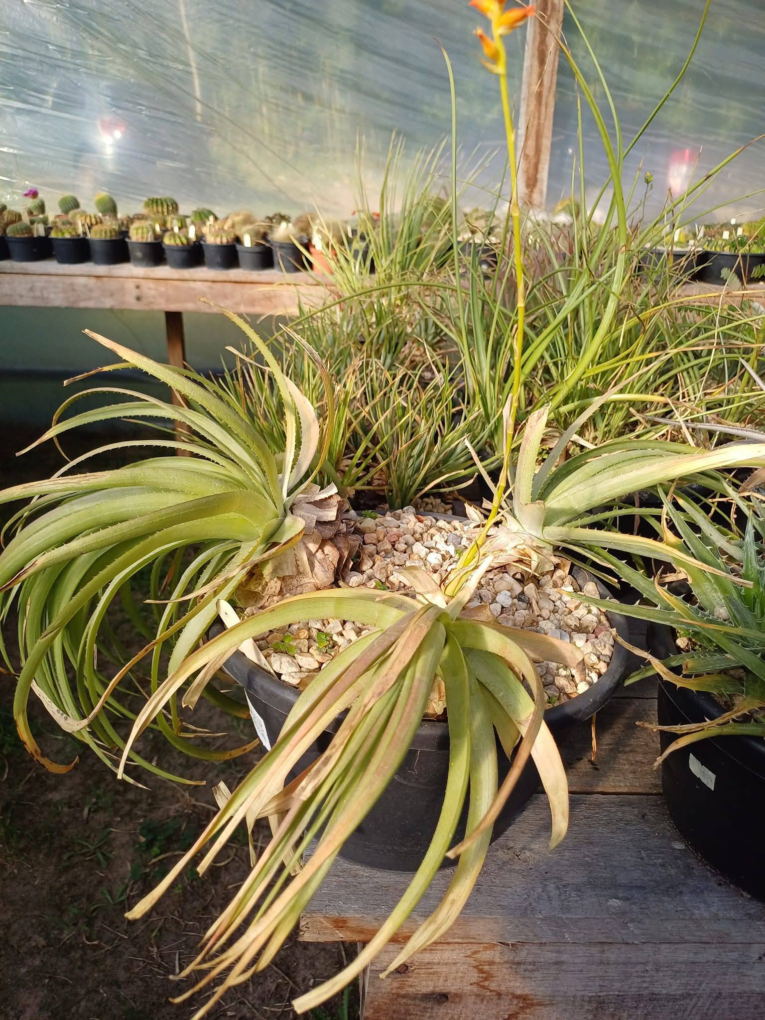 Dyckia acutiflora, a fan shape species.